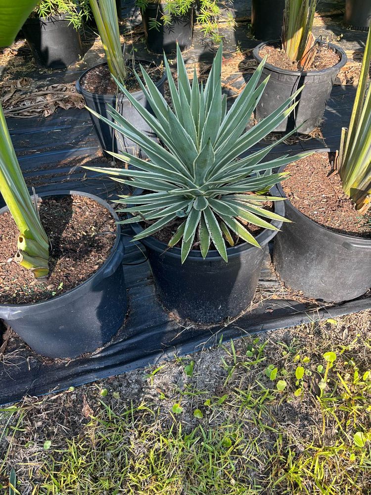 agave-angustifolia-carribean-agave