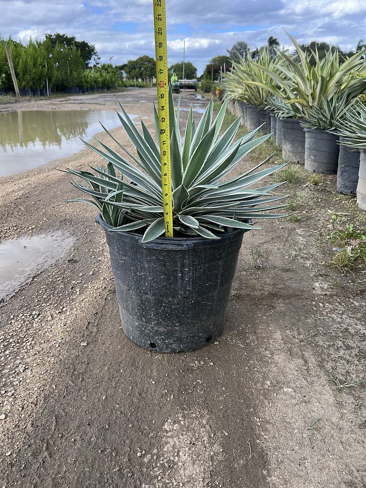 agave-angustifolia-carribean-agave