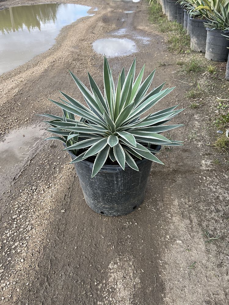 agave-angustifolia-carribean-agave