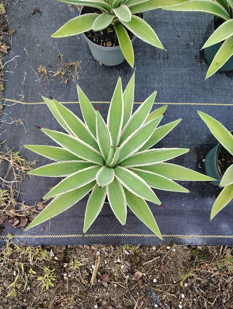 agave-angustifolia-carribean-agave