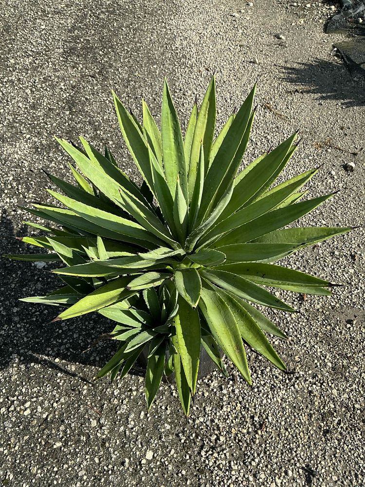 agave-angustifolia-carribean-agave