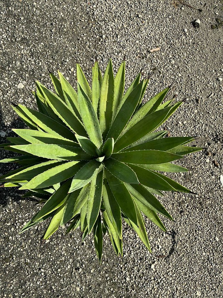 agave-angustifolia-carribean-agave