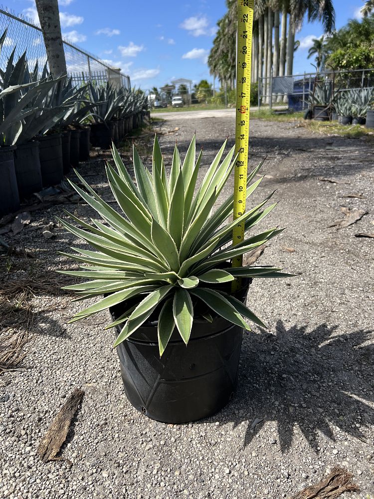 agave-angustifolia-carribean-agave