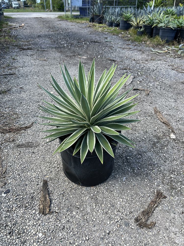 agave-angustifolia-carribean-agave
