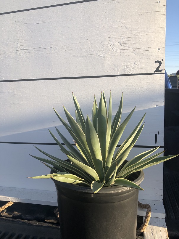 agave-angustifolia-marginata-carribean-agave