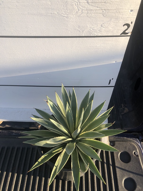 agave-angustifolia-marginata-carribean-agave