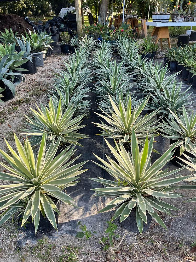 agave-angustifolia-marginata-carribean-agave