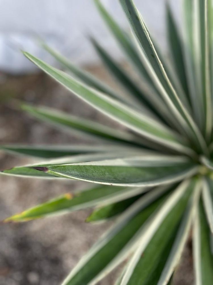 agave-angustifolia-marginata-carribean-agave