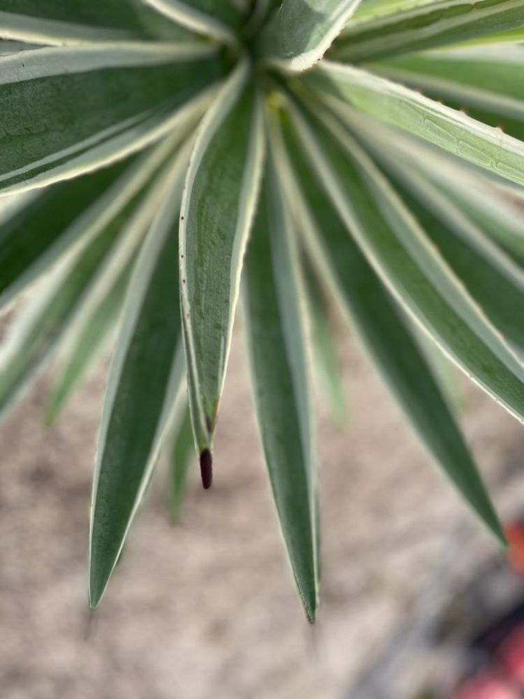 agave-angustifolia-marginata-carribean-agave