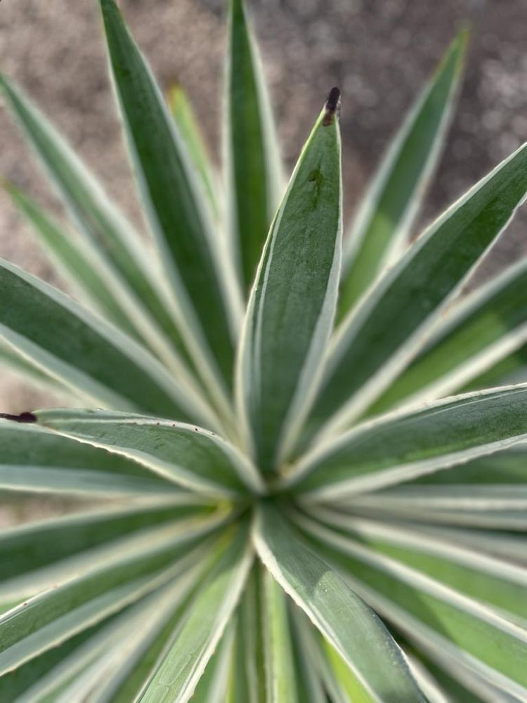 agave-angustifolia-marginata-carribean-agave
