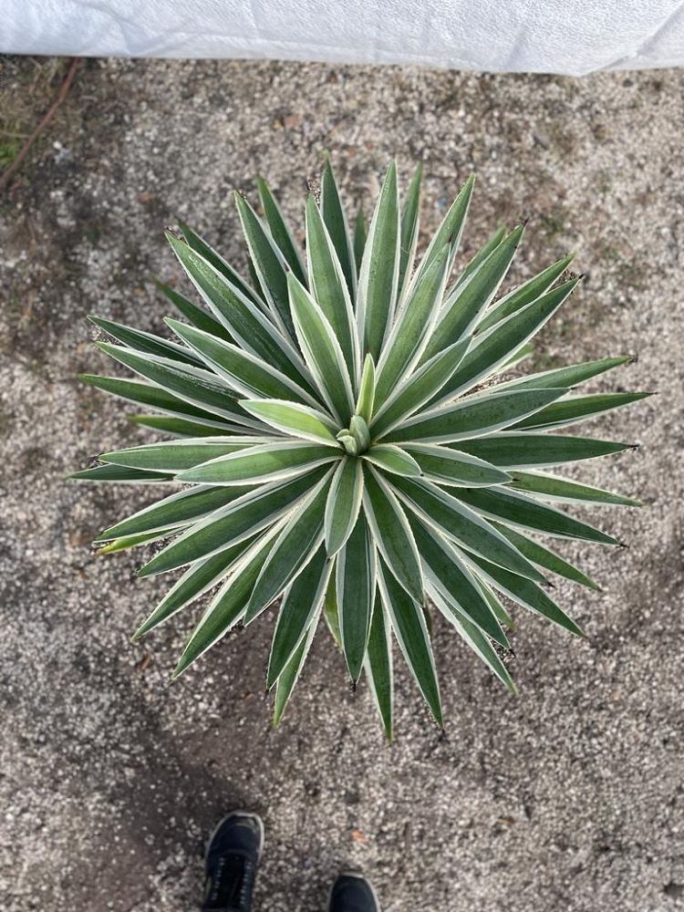 agave-angustifolia-marginata-carribean-agave