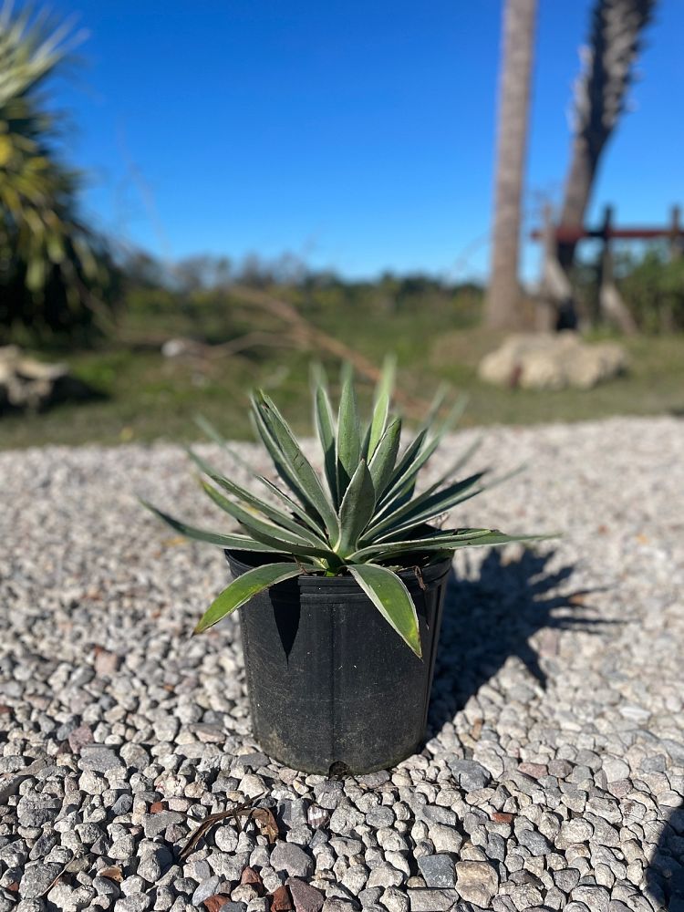 agave-angustifolia-marginata-carribean-agave