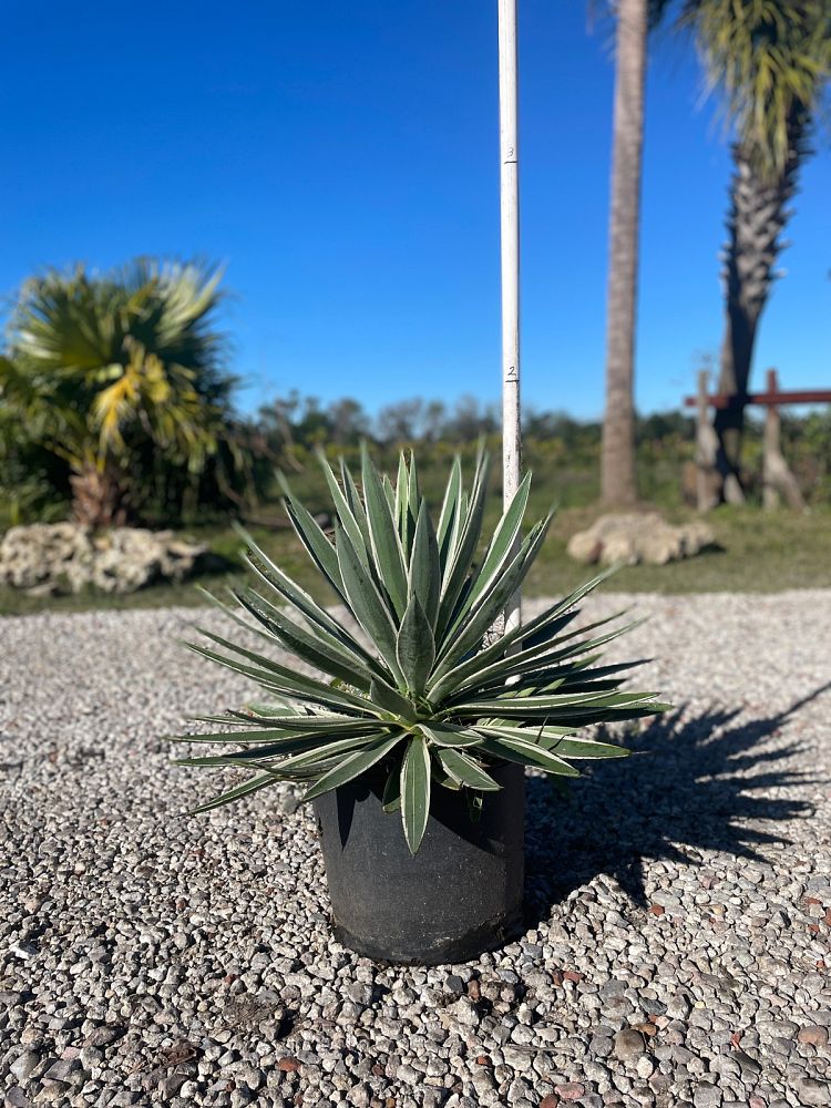 agave-angustifolia-marginata-carribean-agave