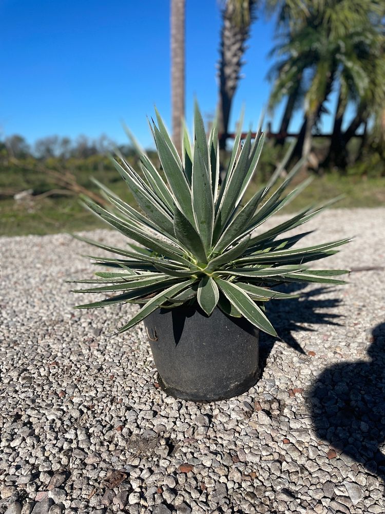 agave-angustifolia-marginata-carribean-agave