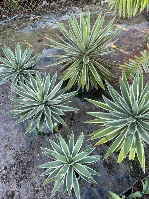 agave-angustifolia-marginata-carribean-agave