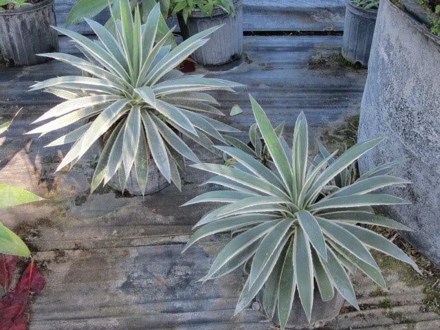 agave-angustifolia-marginata-carribean-agave