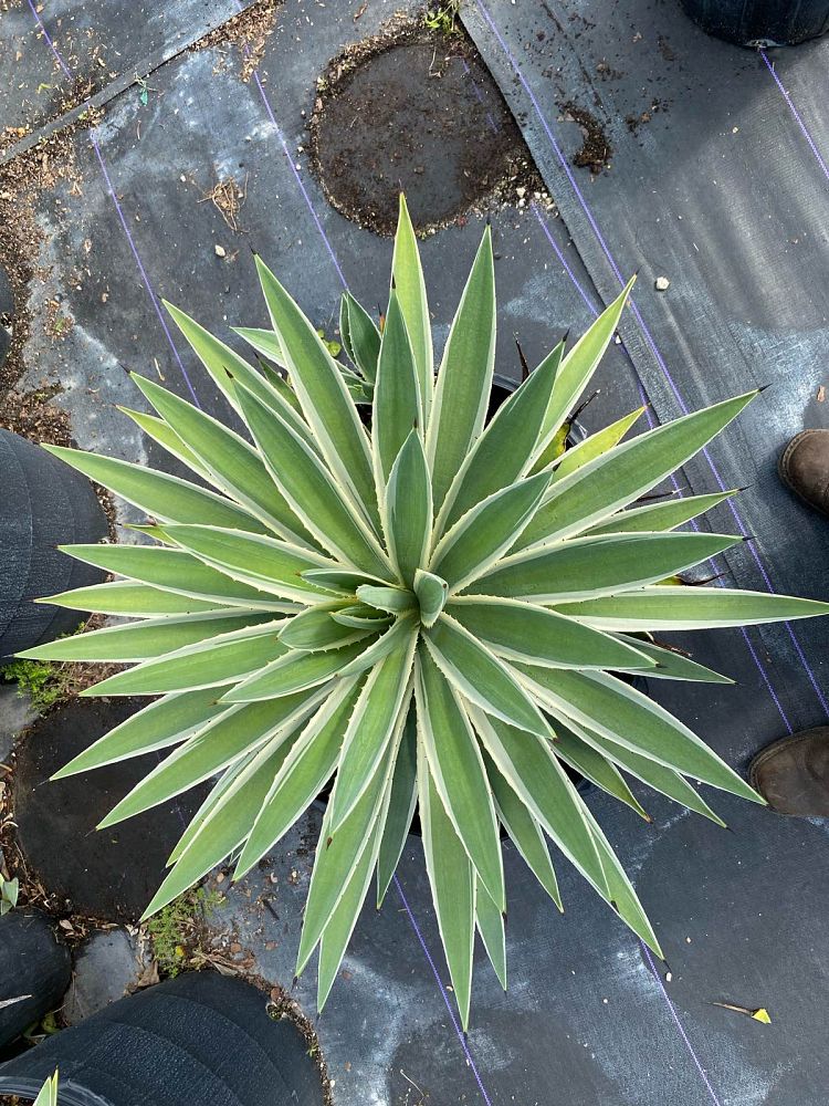agave-angustifolia-marginata-carribean-agave