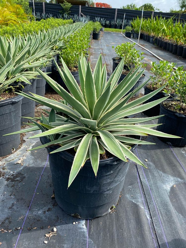agave-angustifolia-marginata-carribean-agave