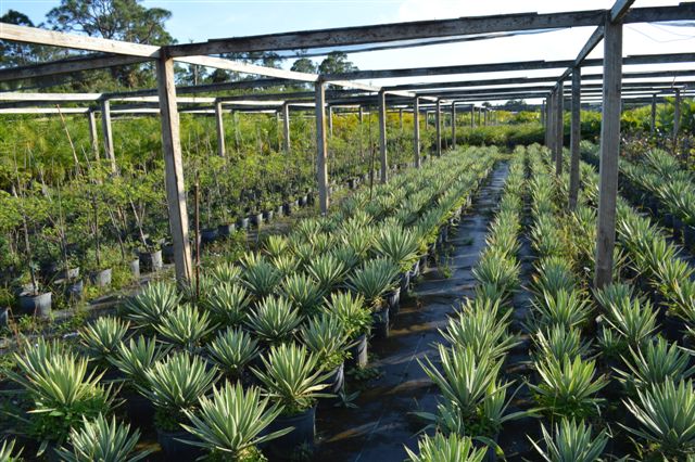 agave-angustifolia-var-marginata-agave-variegated-caribbean