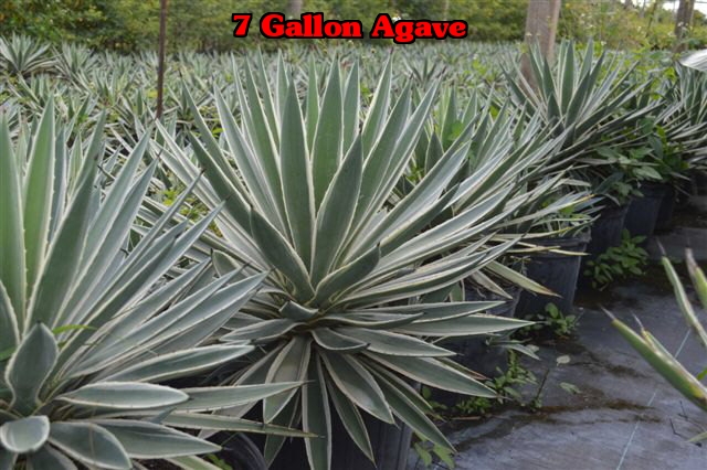 agave-angustifolia-var-marginata-agave-variegated-caribbean