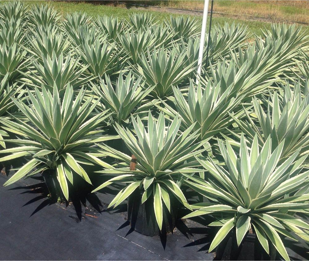 agave-angustifolia-var-marginata-agave-variegated-caribbean