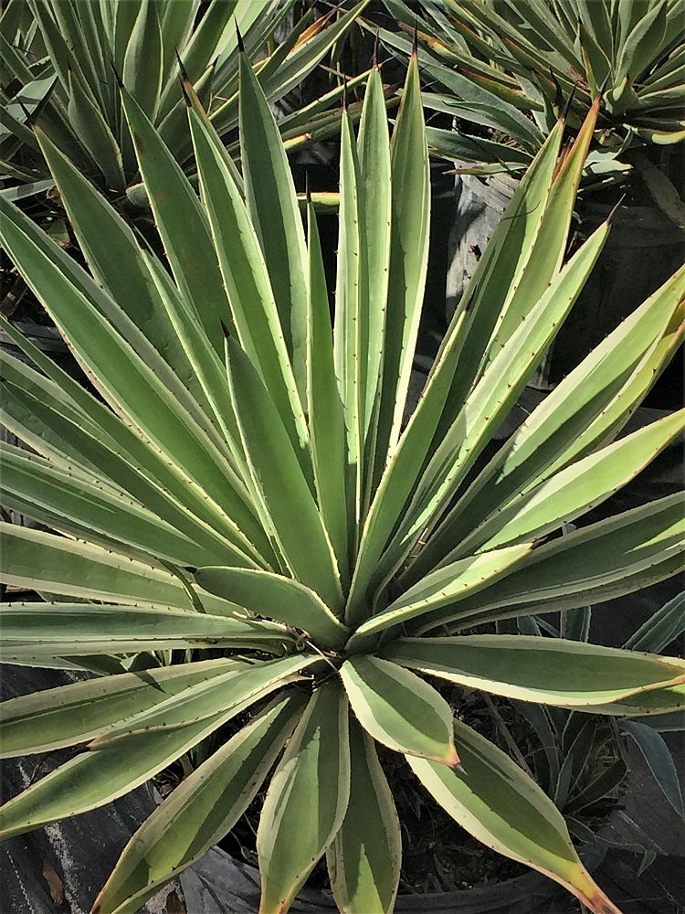 agave-angustifolia-var-marginata-agave-variegated-caribbean