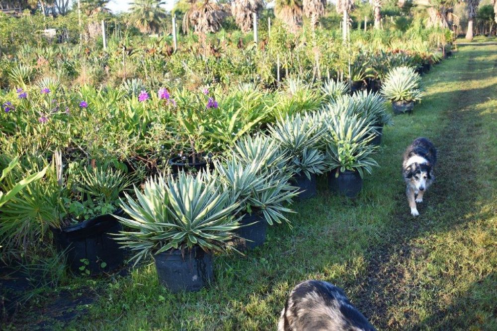 agave-angustifolia-var-marginata-agave-variegated-caribbean