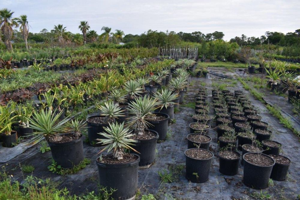 agave-angustifolia-var-marginata-agave-variegated-caribbean