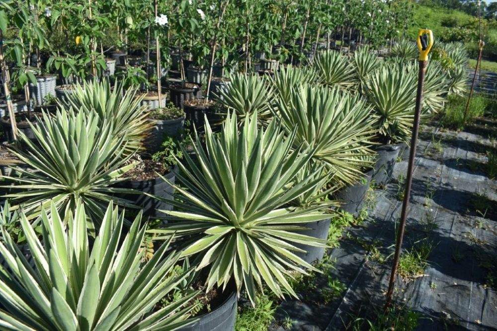 agave-angustifolia-var-marginata-agave-variegated-caribbean