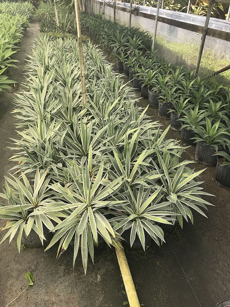 agave-angustifolia-var-marginata-agave-variegated-caribbean