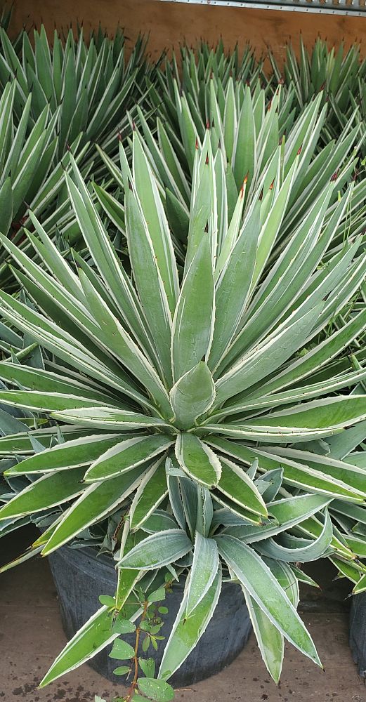 agave-angustifolia-var-marginata-agave-variegated-caribbean