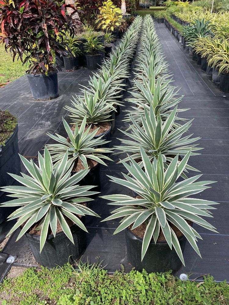 agave-angustifolia-var-marginata-agave-variegated-caribbean