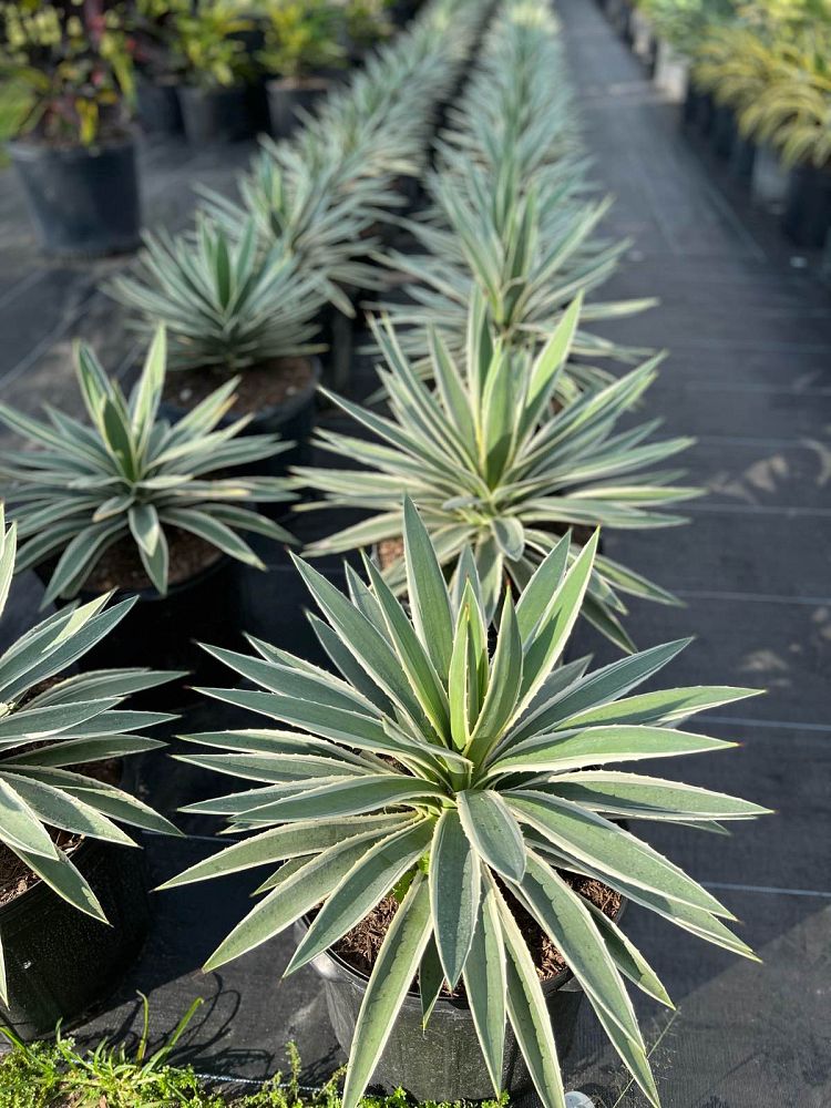 agave-angustifolia-var-marginata-agave-variegated-caribbean