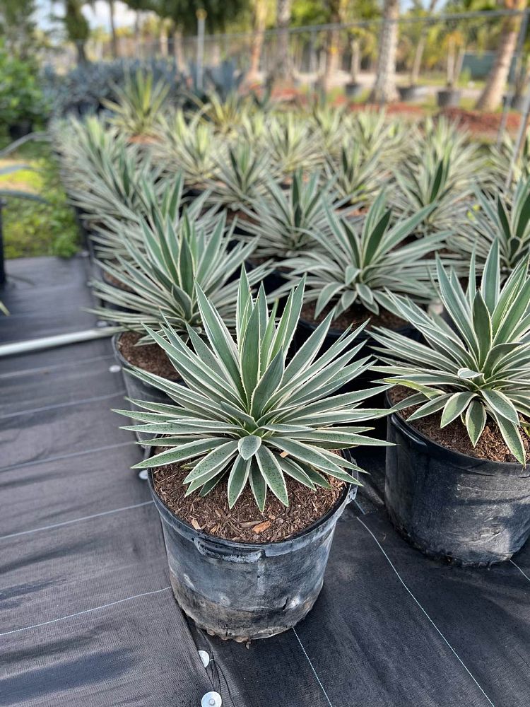 agave-angustifolia-var-marginata-agave-variegated-caribbean