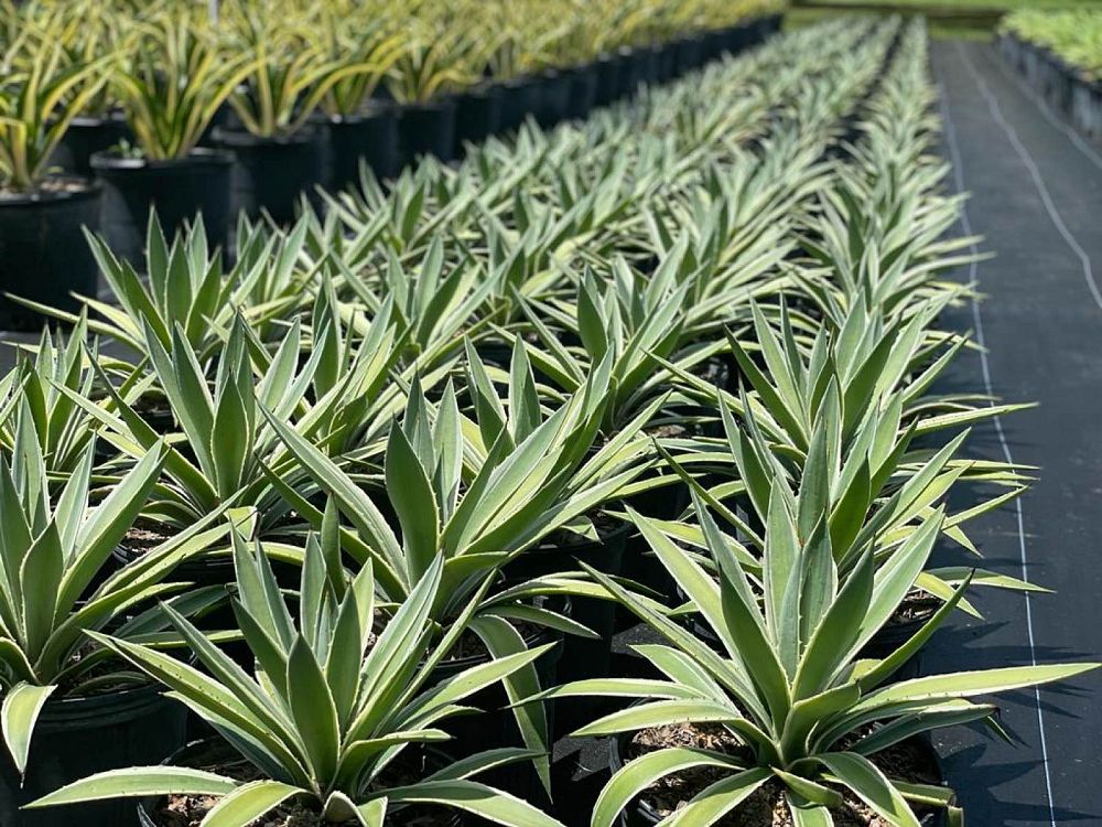 agave-angustifolia-var-marginata-agave-variegated-caribbean