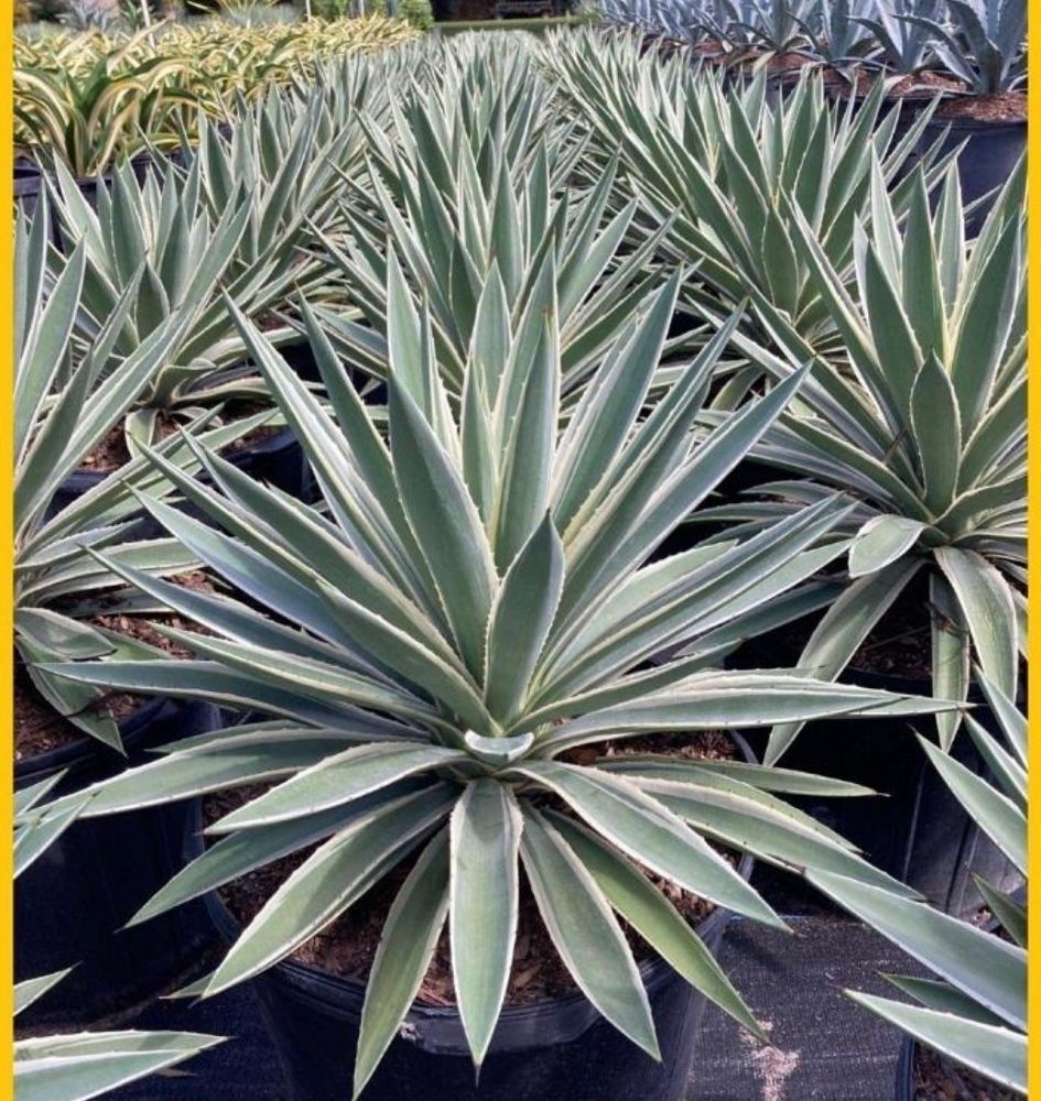 agave-angustifolia-var-marginata-agave-variegated-caribbean