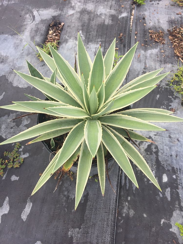 agave-angustifolia-var-marginata-agave-variegated-caribbean