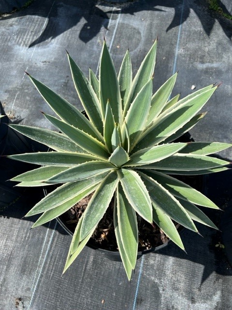 agave-angustifolia-var-marginata-agave-variegated-caribbean