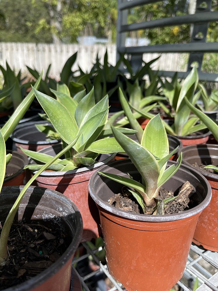 agave-angustifolia-var-marginata-agave-variegated-caribbean
