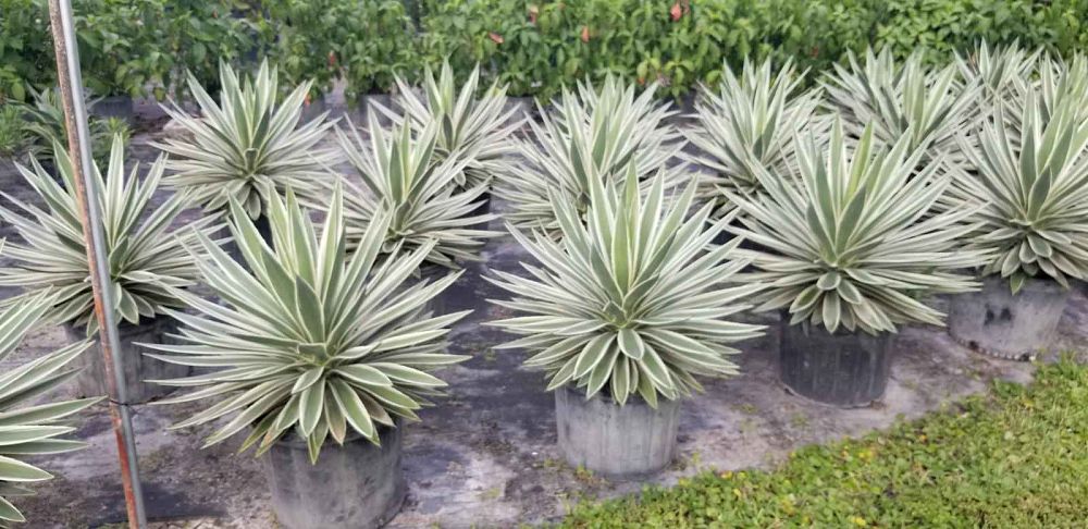 agave-angustifolia-var-marginata-agave-variegated-caribbean