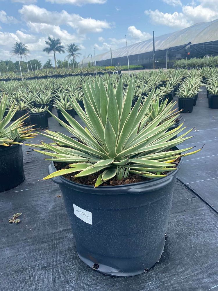agave-angustifolia-var-marginata-agave-variegated-caribbean