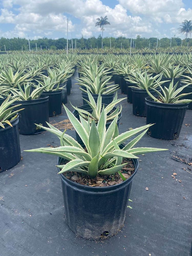 agave-angustifolia-var-marginata-agave-variegated-caribbean