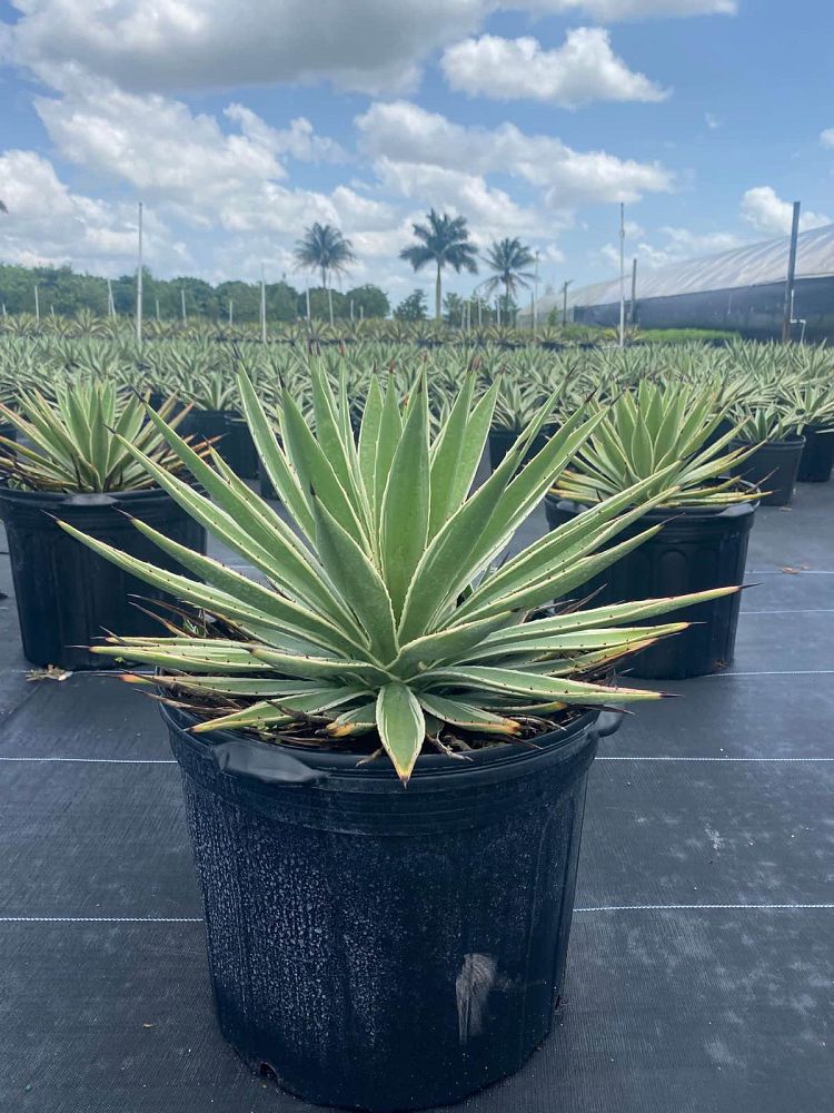 agave-angustifolia-var-marginata-agave-variegated-caribbean