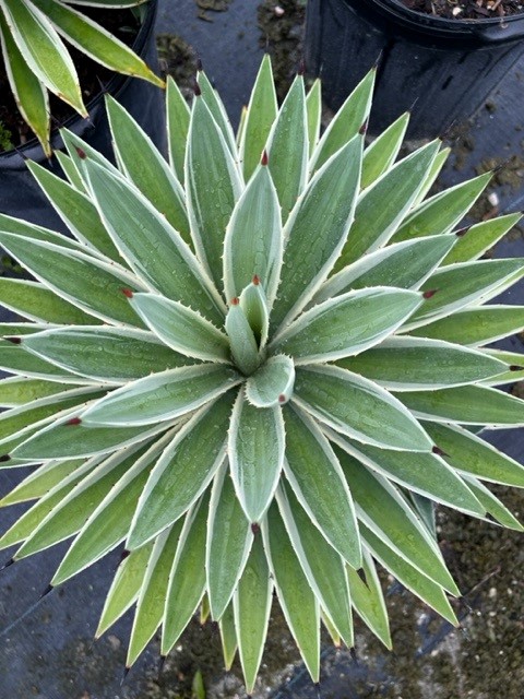 agave-angustifolia-var-marginata-agave-variegated-caribbean