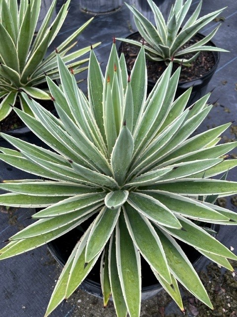agave-angustifolia-var-marginata-agave-variegated-caribbean