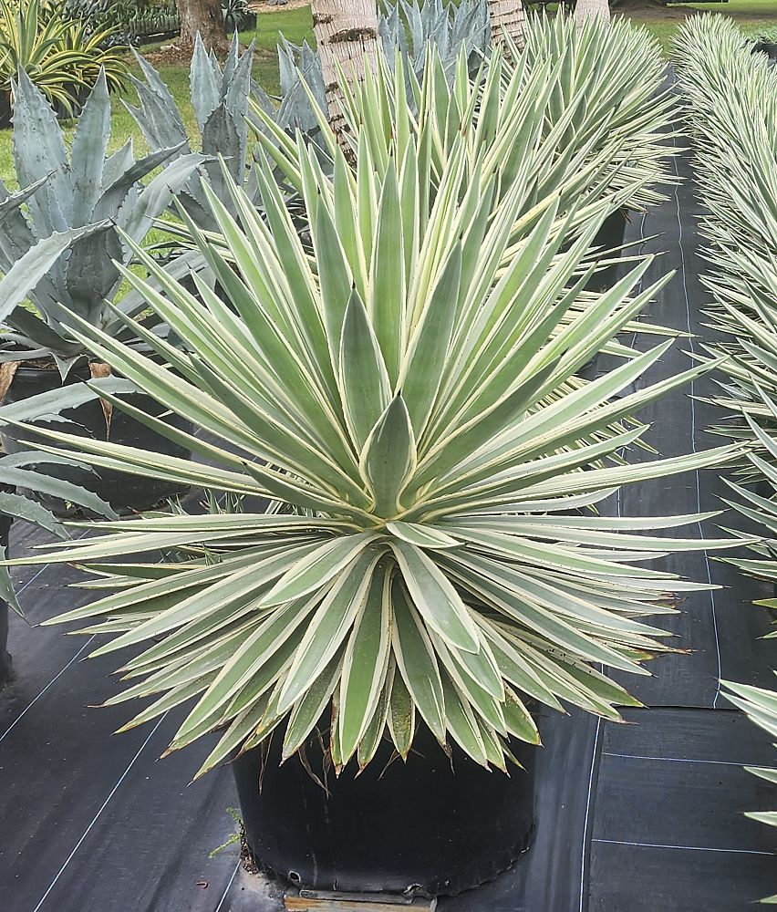 agave-angustifolia-var-marginata-agave-variegated-caribbean