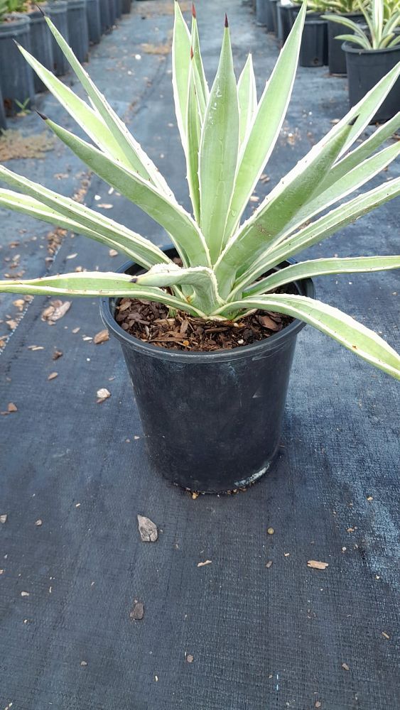 agave-angustifolia-var-marginata-agave-variegated-caribbean