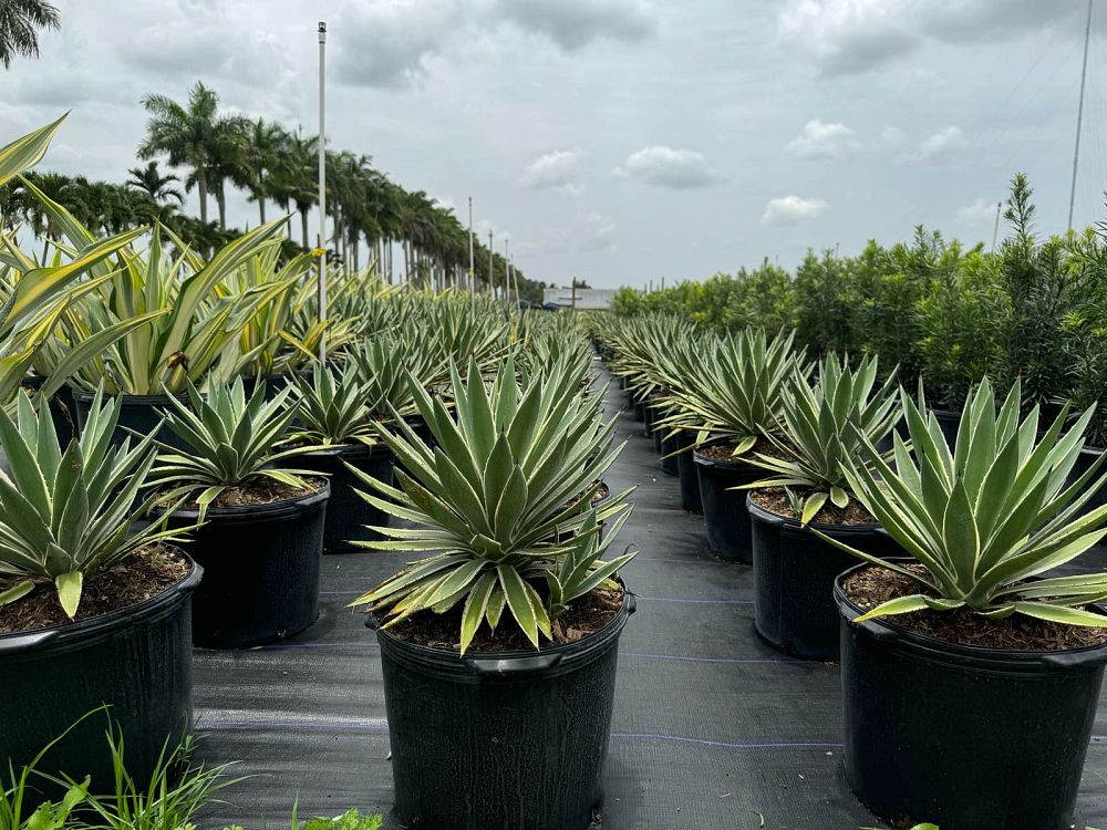 agave-angustifolia-var-marginata-agave-variegated-caribbean