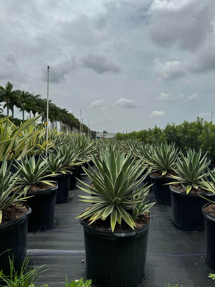 agave-angustifolia-var-marginata-agave-variegated-caribbean