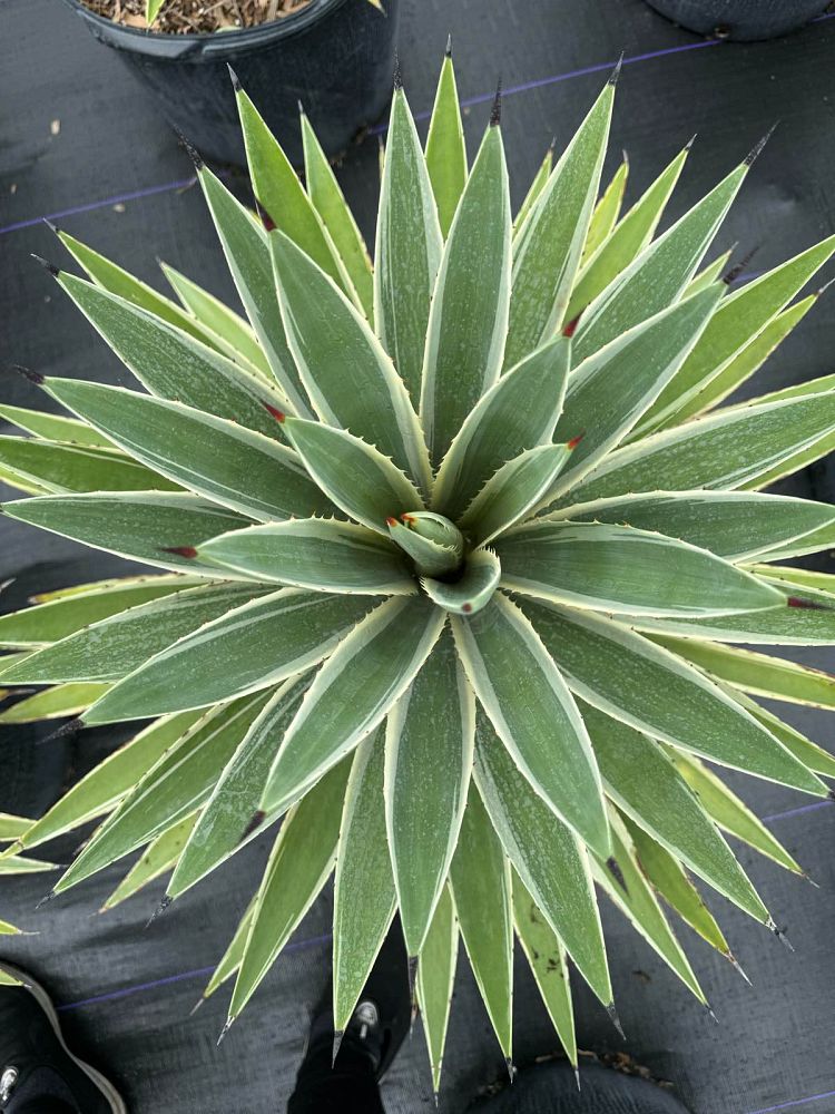 agave-angustifolia-var-marginata-agave-variegated-caribbean